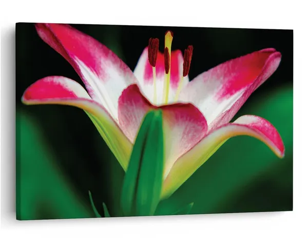Multicolor_16_X_24_Inch,_Pine_Wood_Framed_Canvas_Paintings_|_For_Home_Decor,_Ready_To_Wall_Hanging,_Premium_Painting_|_For_|_Bedroom,_Living_Room,_Office_Wall_Decoration_|_Wall_Art_Painting,_Ct2522