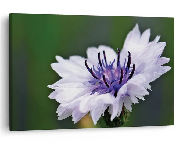Multicolor_16_X_24_Inch,_Pine_Wood_Framed_Canvas_Paintings_|_For_Home_Decor,_Ready_To_Wall_Hanging,_Premium_Painting_|_For_|_Bedroom,_Living_Room,_Office_Wall_Decoration_|_Wall_Art_Painting,_Ct2524