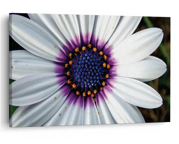 Multicolor_16_X_24_Inch,_Pine_Wood_Framed_Canvas_Paintings_|_For_Home_Decor,_Ready_To_Wall_Hanging,_Premium_Painting_|_For_|_Bedroom,_Living_Room,_Office_Wall_Decoration_|_Wall_Art_Painting,_Ct2525