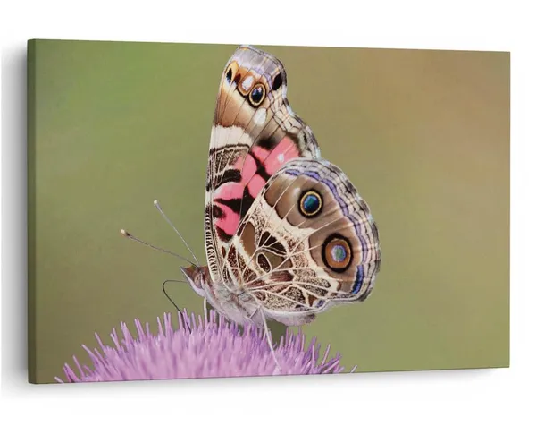 Multicolor_16_X_24_Inch,_Pine_Wood_Framed_Canvas_Paintings_|_For_Home_Decor,_Ready_To_Wall_Hanging,_Premium_Painting_|_For_|_Bedroom,_Living_Room,_Office_Wall_Decoration_|_Wall_Art_Painting,_Ct2531
