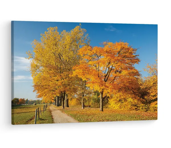 Multicolor_Autumn_Tree_Park_Colorful,_Wooden_Framed_Canvas_Paintings_|_For_Living_Room_|_Bedroom_|_Office_|_Gallery_|_Ready_Wall_Mount_Canvas_Wall_Art_Painting_|_Size_-_12_X_18In,_Ct0827