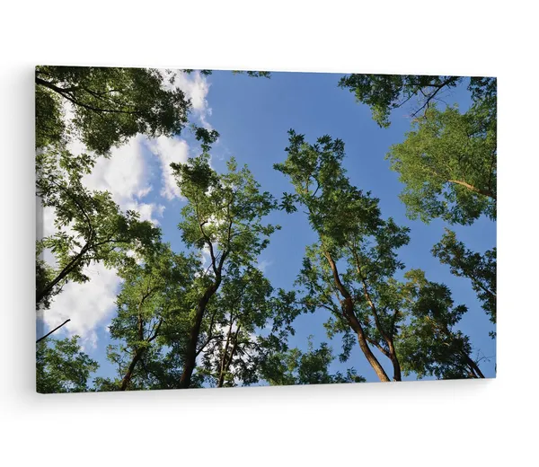 Multicolor_Green_Leaf_Tree_Under_Blue_Sky,_Wooden_Framed_Canvas_Paintings_|_For_Living_Room_|_Bedroom_|_Office_|_Gallery_|_Ready_Wall_Mount_Canvas_Wall_Art_Painting_|_Size_-_12_X_18In,_Ct0858