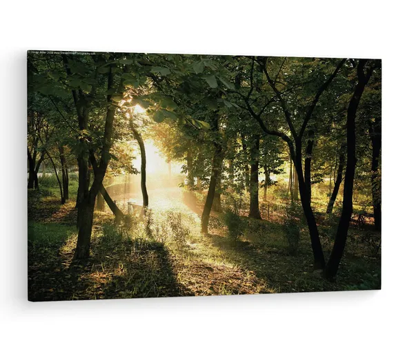 Multicolor_|_Forest_Summer_Sun,_Wooden_Framed_Canvas_Paintings_|_For_Living_Room_|_Bedroom_|_Office_|_Gallery_|_Ready_Wall_Mount_Canvas_Wall_Art_Painting_|_Size_-_12_X_18In,_Ct0961