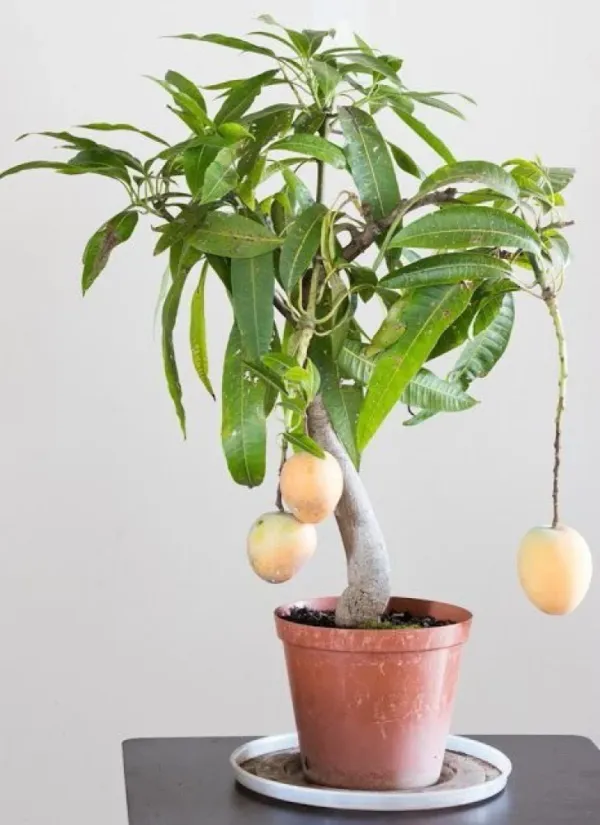 Bari_11_Mango_Plant_|_Grafted_And_Hybrid_Plants