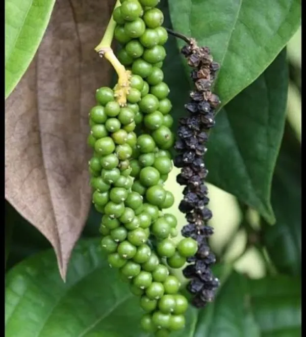 Bell_Pepper_Plant_|_Grafted_And_Hybrid_Plants