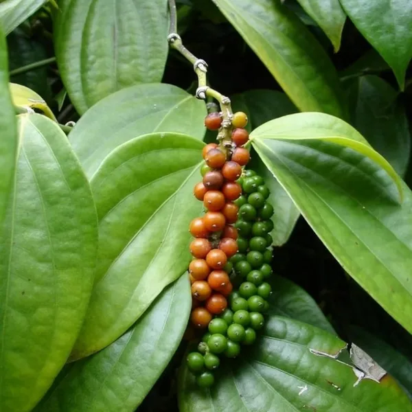 Bell_Pepper_Plant_|_Grafted_And_Hybrid_Plants