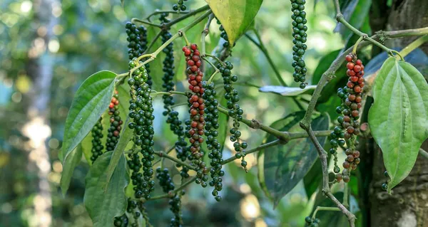 Bell_Pepper_Plant_|_Grafted_And_Hybrid_Plants
