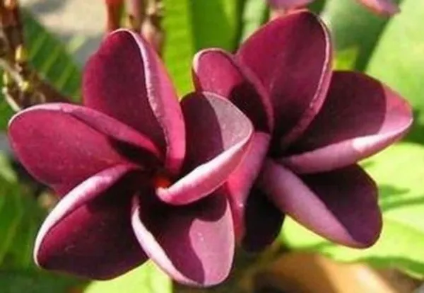 Maroon_Plumeria_Gardening_Plants