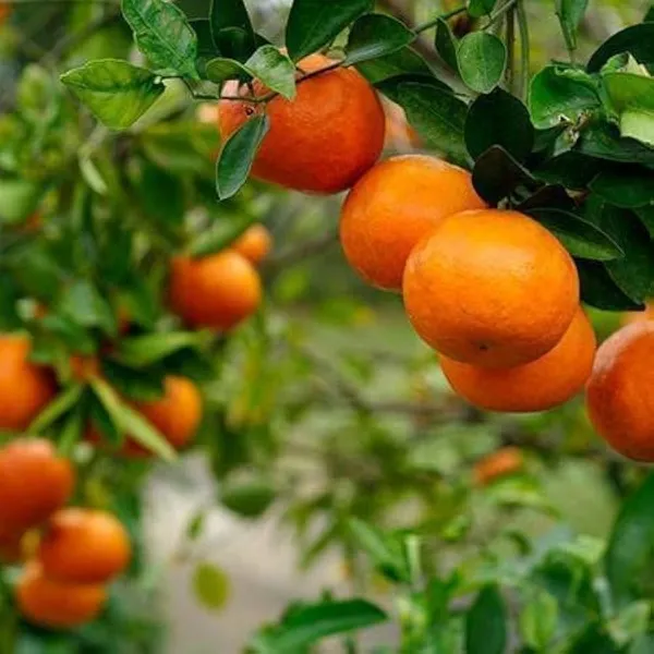 Darjeeling_Orange_|_Grafted_And_Hybrid_Plants