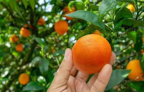 Darjeeling_Orange_|_Grafted_And_Hybrid_Plants
