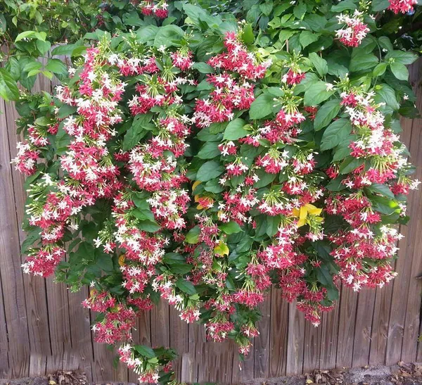 Double_Madhavi_Lata_Plant