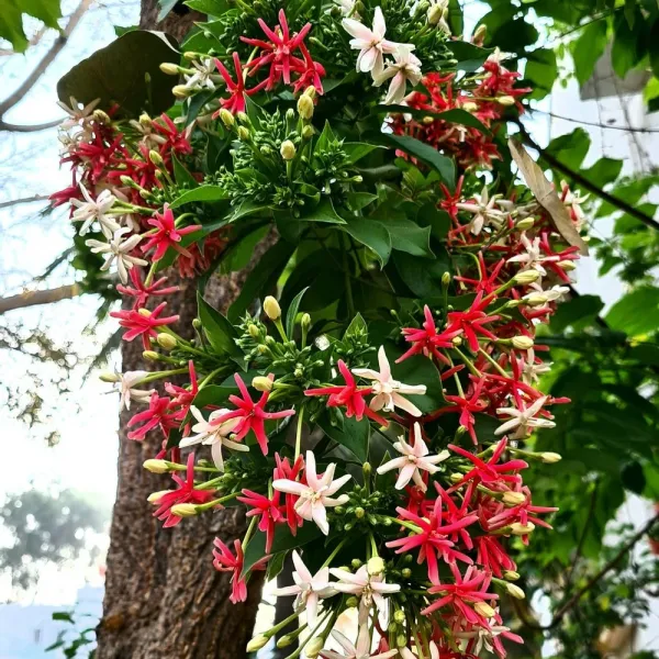 Double_Madhavi_Lata_Plant