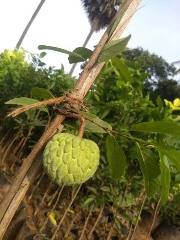 Custard_Apple_|_Grafted_And_Hybrid_Plants_|_1-1.5_Feet_Height
