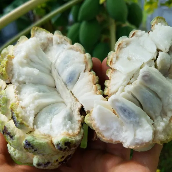 Custard_Apple_|_Grafted_And_Hybrid_Plants_|_1-1.5_Feet_Height