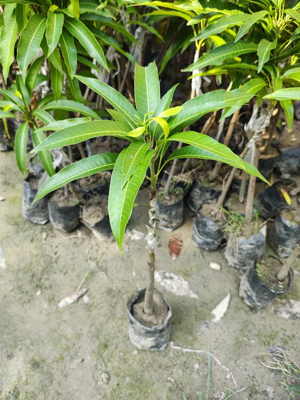 World_Famous_Miyajaki_Mango_Plant_(2.5_Feet_Height)