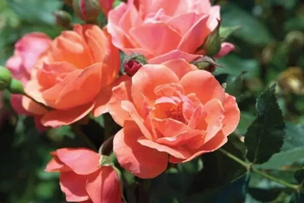 Cherish_Roses_Live_Plant_For_Gardening