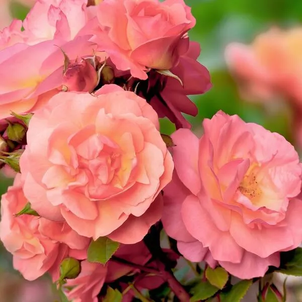 Cherish_Roses_Live_Plant_For_Gardening