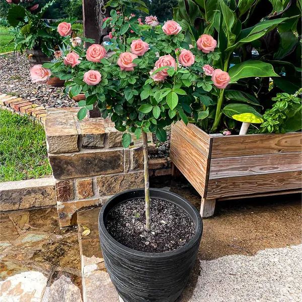 Cherish_Roses_Live_Plant_For_Gardening