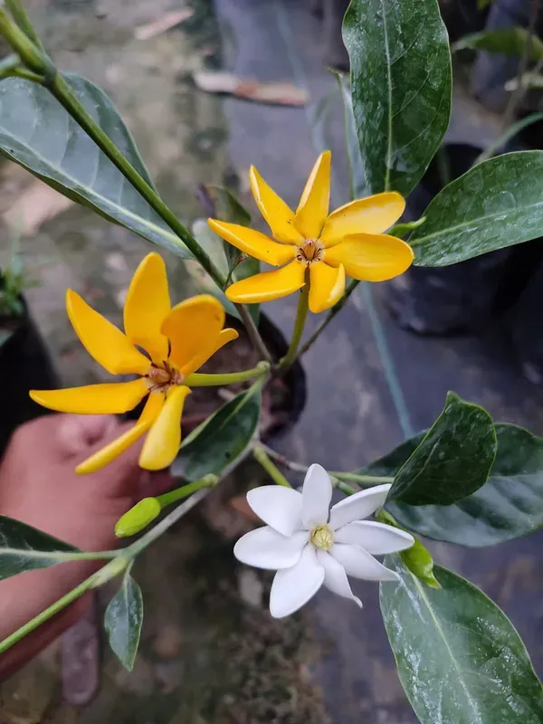 Color_Changing_Togor_(Fragrance_Full)_Plant