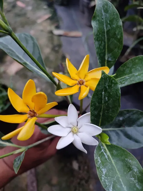 Color_Changing_Togor_(Fragrance_Full)_Plant