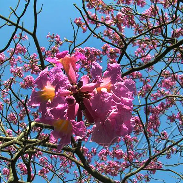 Tabebuia_Roses_Red_Flower_Plant