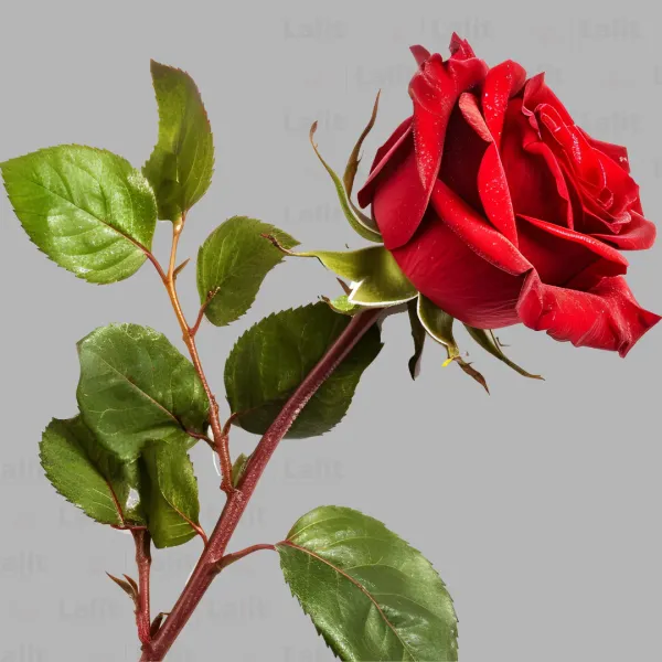 Red_Douche_Roses_Flower_Plant