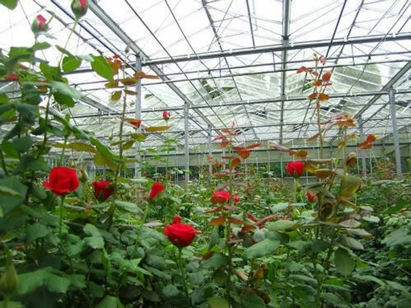 Red_Douche_Roses_Flower_Plant