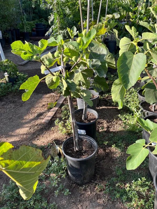 Deanna_Fig_Live_Plant