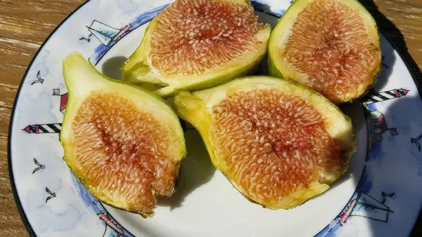 Deanna_Fig_Live_Plant