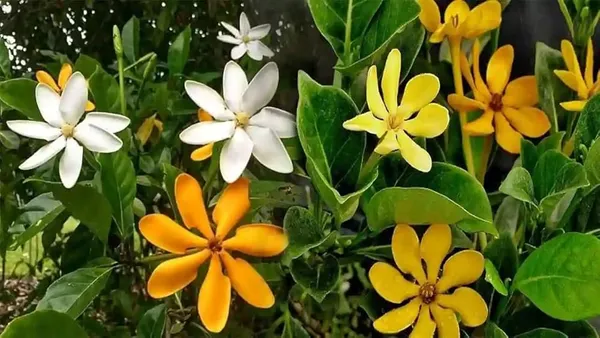 Gardenia_Lutia