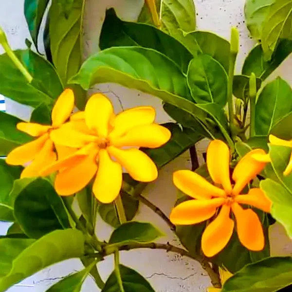 Gardenia_Lutia