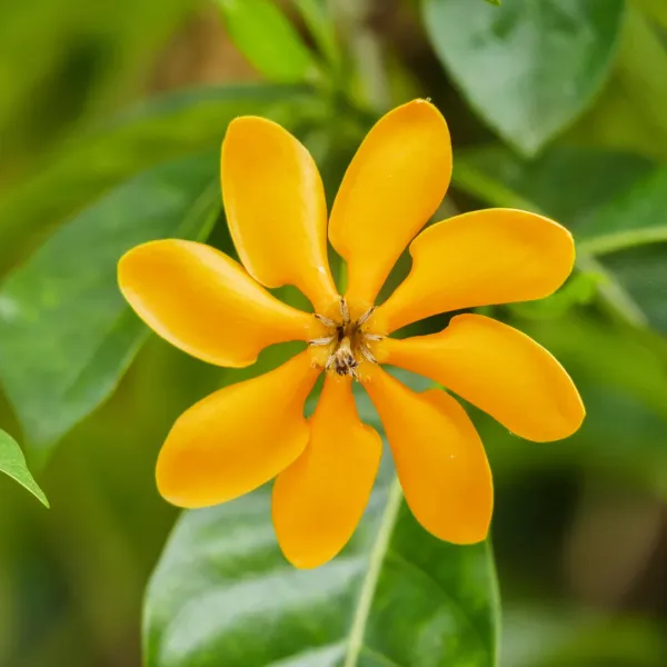 Gardenia_Lutia