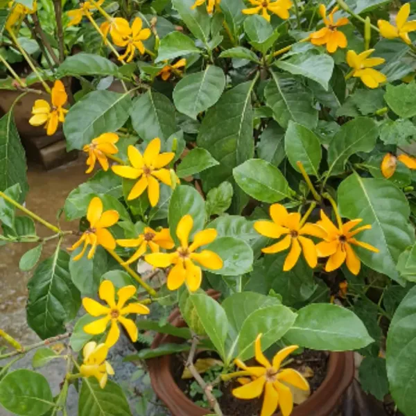 Gardenia_Lutia