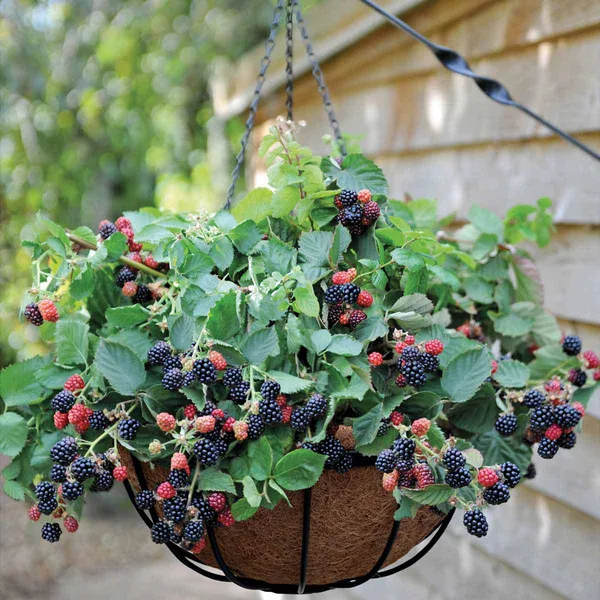 Blackberry_|_Grafted_And_Hybrid_Plants_(2_Feet_Height)