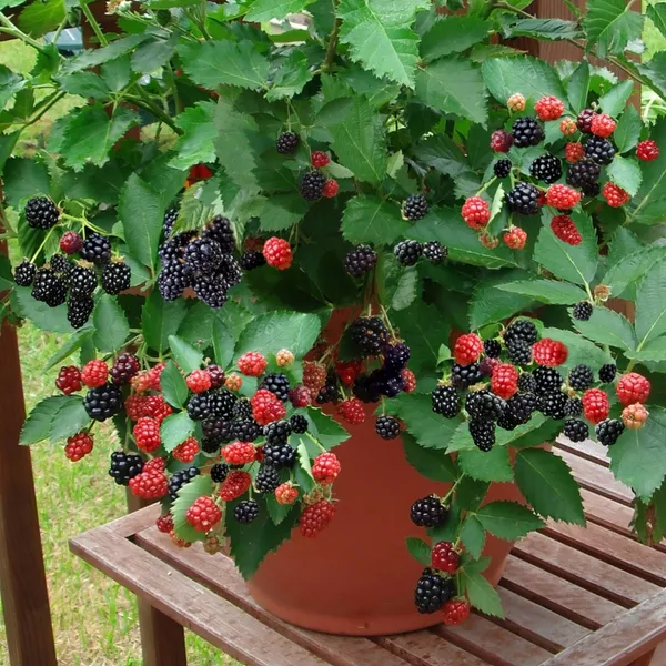 Blackberry_|_Grafted_And_Hybrid_Plants_(2_Feet_Height)