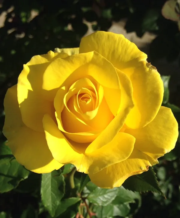 Yellow_Roses_Fragrant_Flower_Plant