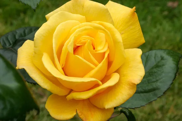 Yellow_Roses_Fragrant_Flower_Plant