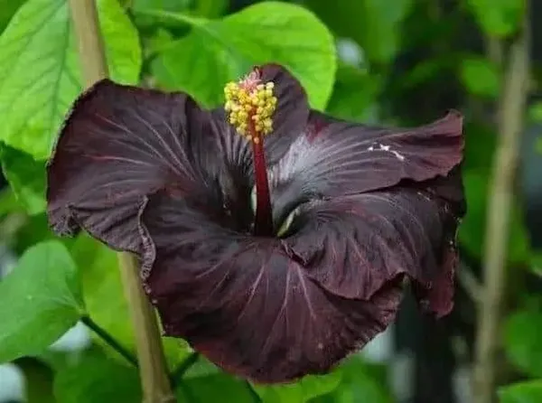 Black_Hibiscus_Plant_Hybrid_(2_Feet_Height)