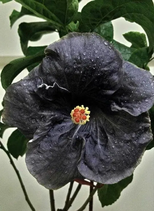 Black_Hibiscus_Plant_Hybrid_(2_Feet_Height)