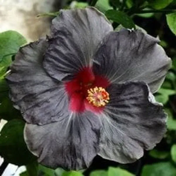 Black_Hibiscus_Plant_Hybrid_(2_Feet_Height)