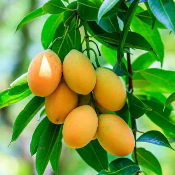 Banganpalli_Mango_|_Grafted_And_Hybrid_Plants