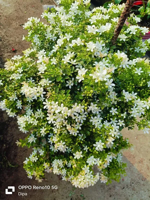 Madhu_Kamini_Dwarf_Flower_Plant_(1.5_Feet_Height)