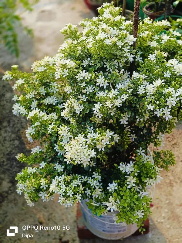 Madhu_Kamini_Dwarf_Flower_Plant_(1.5_Feet_Height)