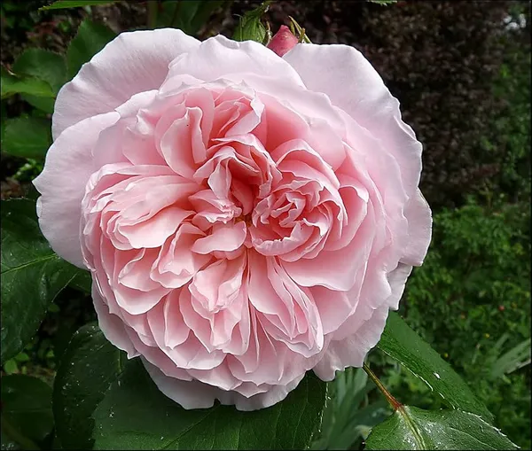 English_Roses_Pink_Flower_Plant