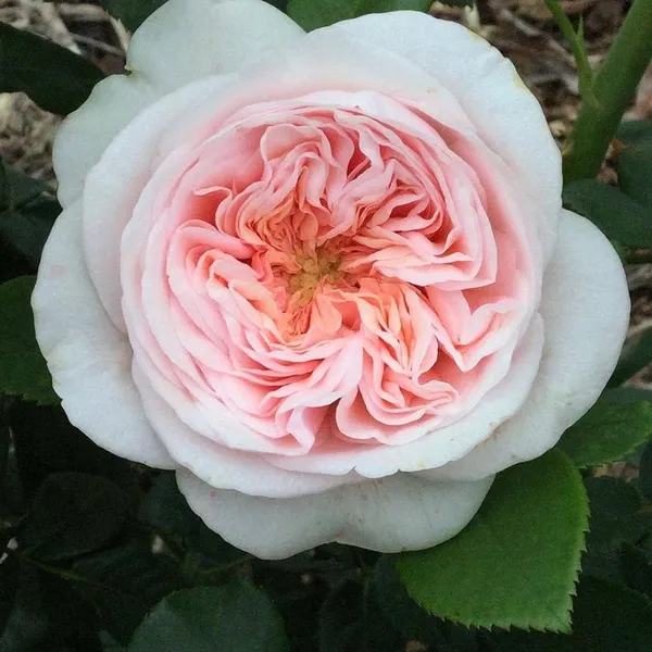 English_Roses_Pink_Flower_Plant