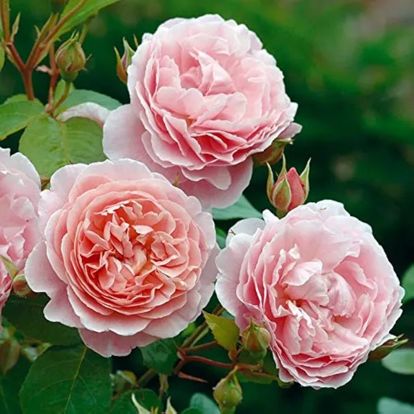 English_Roses_Pink_Flower_Plant