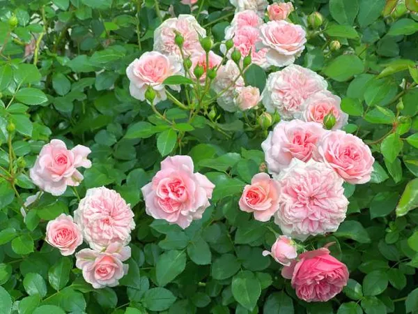 English_Roses_Pink_Flower_Plant
