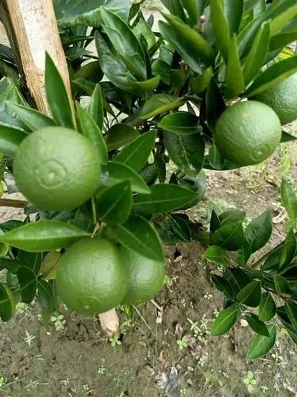 Indian_Siki_Malta_|_Grafted_And_Hybrid_Plants
