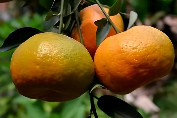 Darjeeling_Giant_Orange_|_Grafted_And_Hybrid_Plants