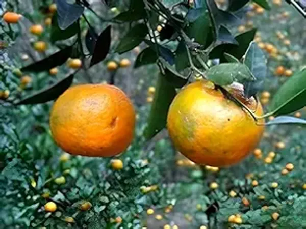 Darjeeling_Giant_Orange_|_Grafted_And_Hybrid_Plants